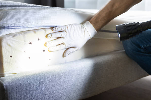Best Insect Control  in Grand Prairie, TX